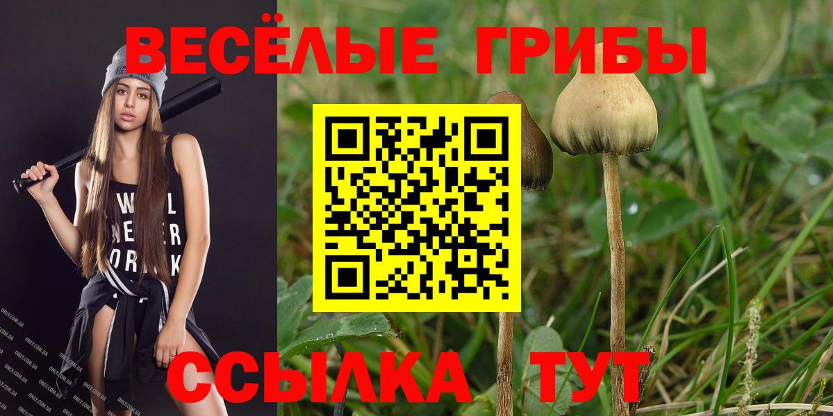 Галлюциногенные грибы Psilocybine cubensis Бугуруслан